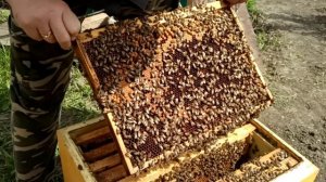 Важные действия между холодами. Непонятная, холодная весна 2026 года.