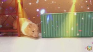 Приключения хомячка в игровом мире! 9