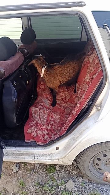 любопытная коза залезла в машину