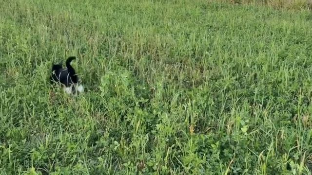 Однажды мышь