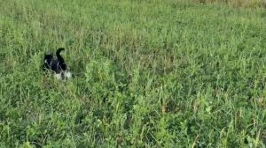 Однажды мышь