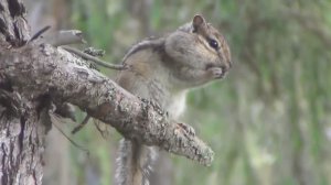 БУРУНДУК Элвин и Бурундуки в Тайге - ПОЛНОЕ ВИДЕО РЫБАЛКИ Ссылка в ЗАКРЕПЛЕННОМ КОММЕНТАРИИ