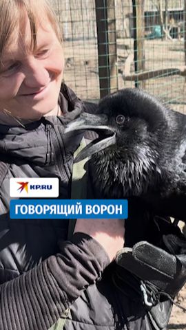 Ворон из Подмосковья показал свой словарный запас