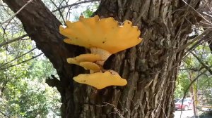 О грибе #Волгоград  #Центральнеый_район  #парки