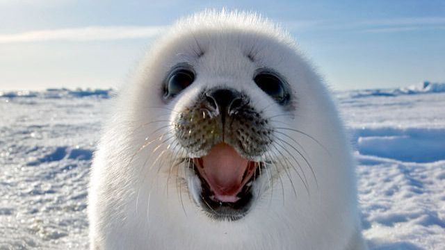 Ледовый эндемик под угрозой