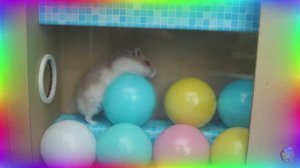 Приключения хомячка в мире кино! 12