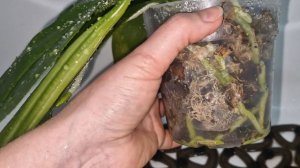 Рост корней у орхидеи в интересном положении и полив.