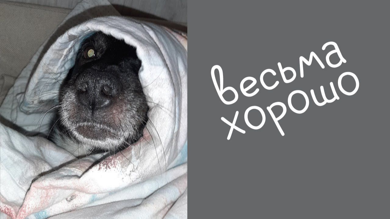 Весьма хорошо