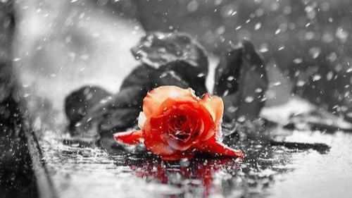 СЕРЫЙ ДОЖДЬ