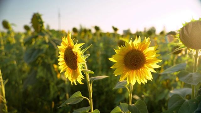 Видеороликмультфильм на тему времена года