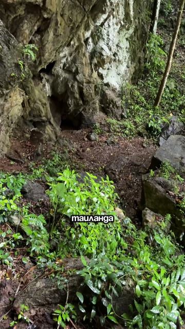 Катаемся на слонах: как это было 