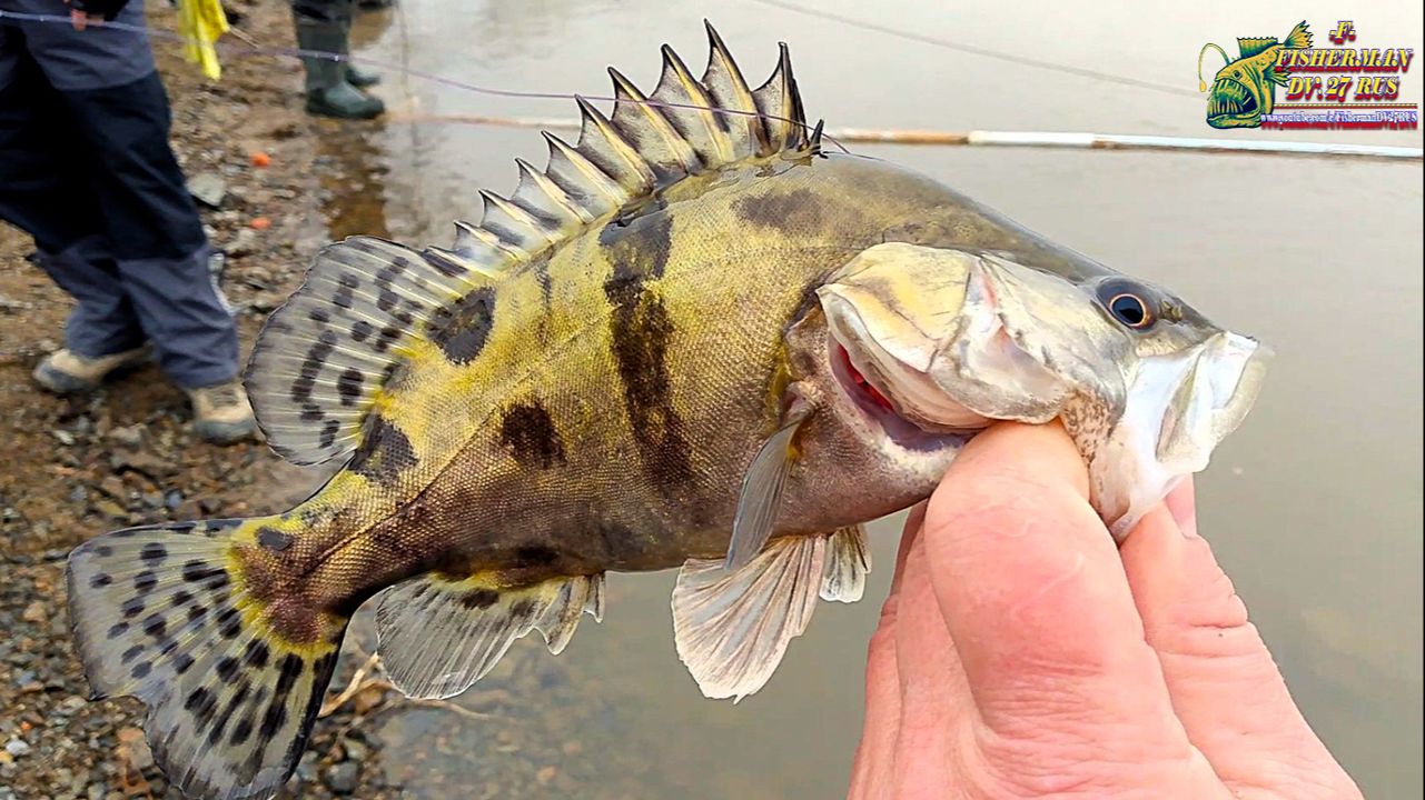 Где клюет, на что клюет, рыбалка на Амуре с fishermandv27rus, отчет с рыбалки No7.26 04 2026г