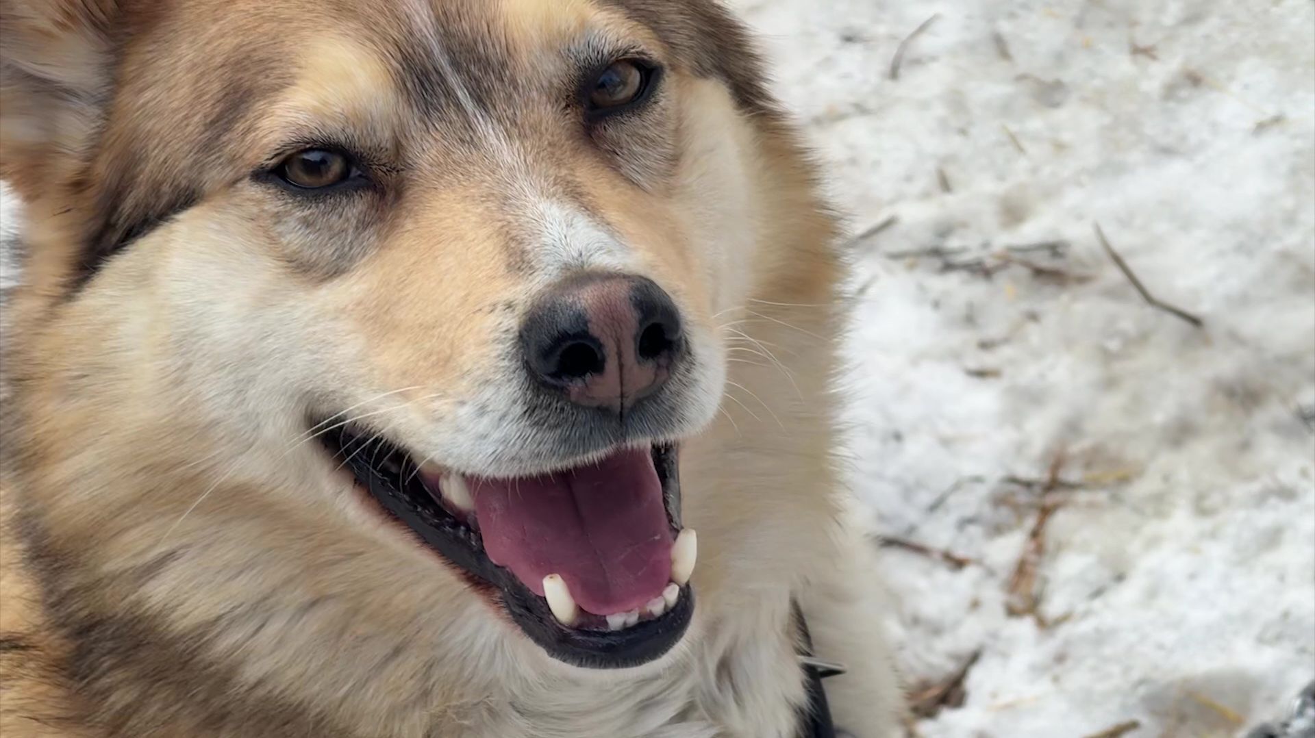 Хочу домой: Лаки