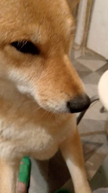 собака улыбака сиба приколы - сибкины вкусняшки