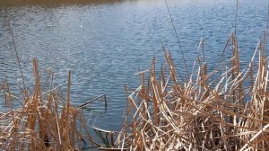 БЕШЕНЫЙ КЛЁВ. 1 ЧАС РЫБАЛКИ 10 ти ЛИТРОВОЕ ВЕДРО ПОЛНОЕ !!!