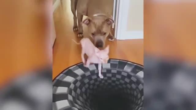 Самые Смешные видосы с домашними животными 🤣 прикольно и смешно🐕🐤🐈⬛