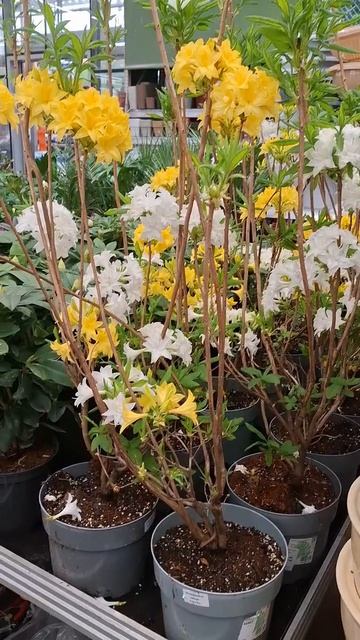 Дом Лента бывший OBI