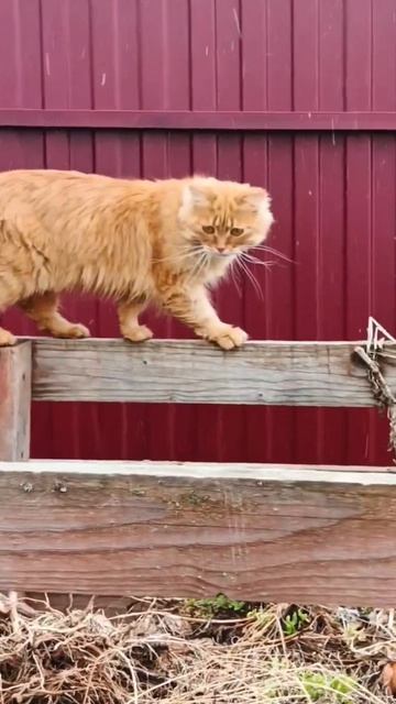 У Альфушки пропал интерес тепла нет 