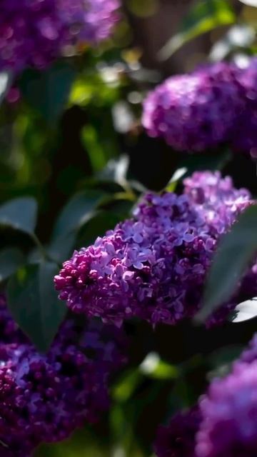 video_2026-04-29_20-36-41