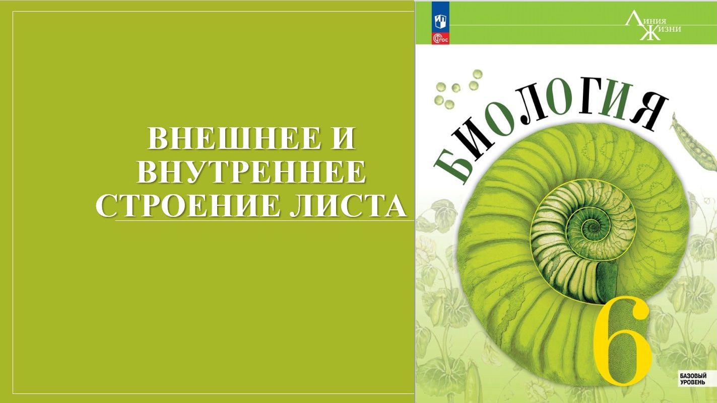 Урок 14. Внешнее и внутреннее строение листа