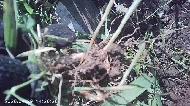 Обзор корней сорняка - пырея