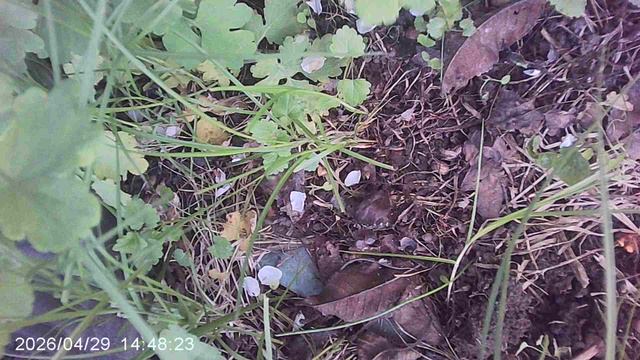 Удаление сорняка - Чистотела