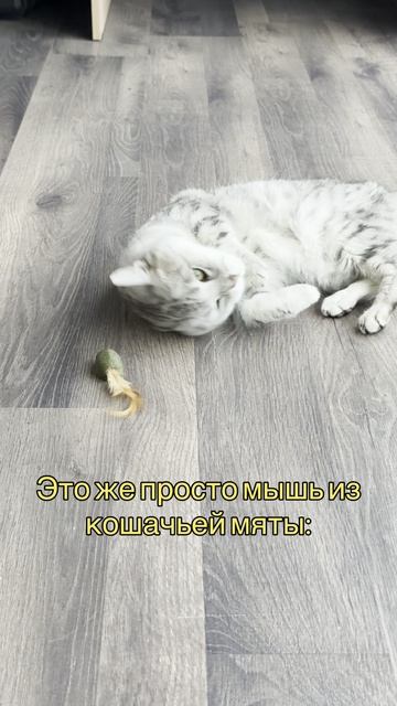 Купили кошкам новую игрушку из кошачьей мяты