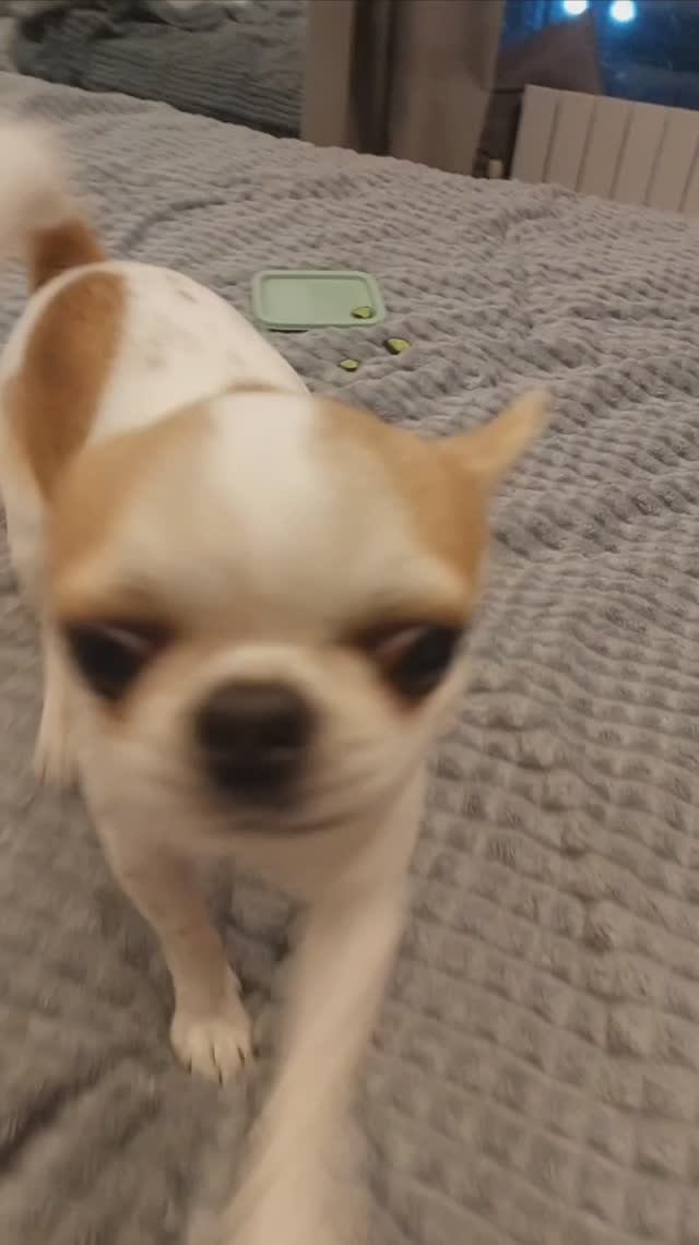 ЧИХУАХУАПРИНЦРЕДИВОЗВРАЩЕНИЕ С РАБОТЫ