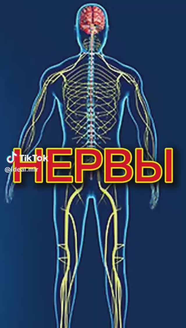 Нервы