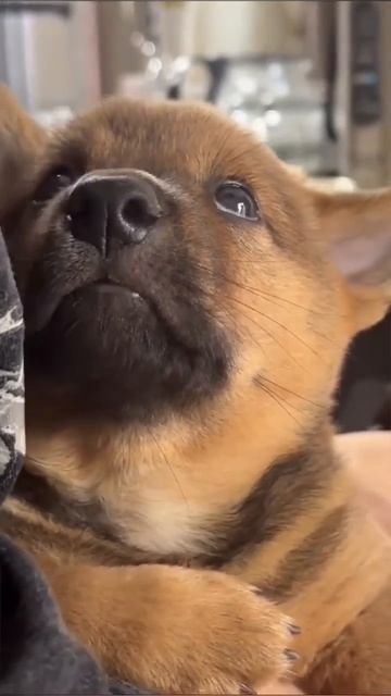 Клип @meowtaverse