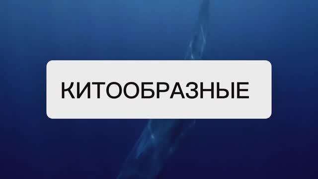 КИТООБРАЗНЫЕ