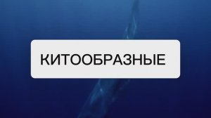 КИТООБРАЗНЫЕ