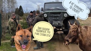 К лосю Степану приехали егеря, но он огородами утёк. А ведь звали лося в автолавку! Обманули!