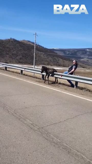 20260429 Жеребенка застрявшего на дорожном ограждении спасли на сибирской трассе.