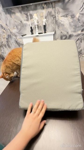 Лесенка для питомцев! forergo