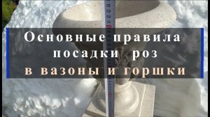 Основные правила посадки  роз в вазоны и горшки.