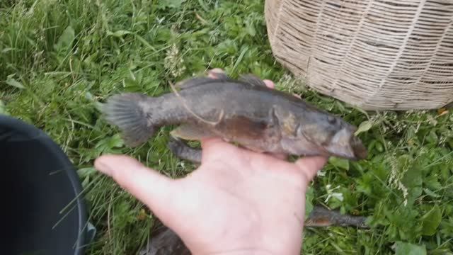 Как вам Рыбы