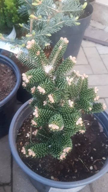 ❤🌲Пихта Альпин Стар
✔Продажа растений в макс и телеграм канале: Https://t.me/love_is_hvoiny_dvorik
🚛