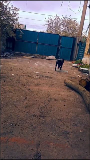 Дрессировка от Нагорной Е