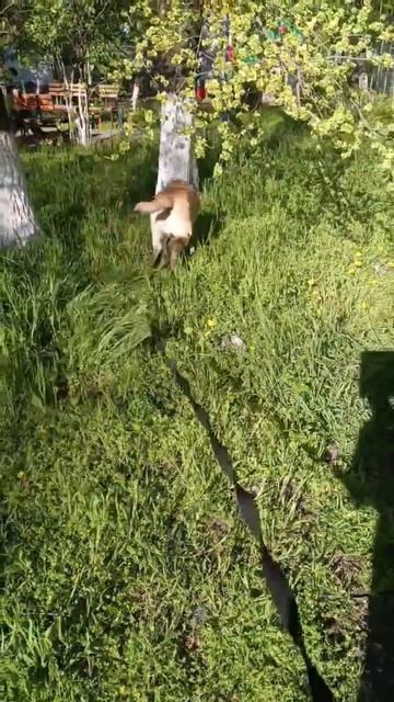 Прогулка с Вилли.