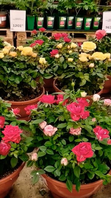 3.12.2024год.Ашан.Цветы цветы... 
букет розовых роз с моего дня рождения 2февраля...