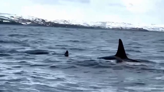 Семья косаток заглянула в бухту в Териберке