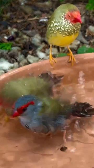 Видео от МЯУтаверс – как метавселенная, но с котами