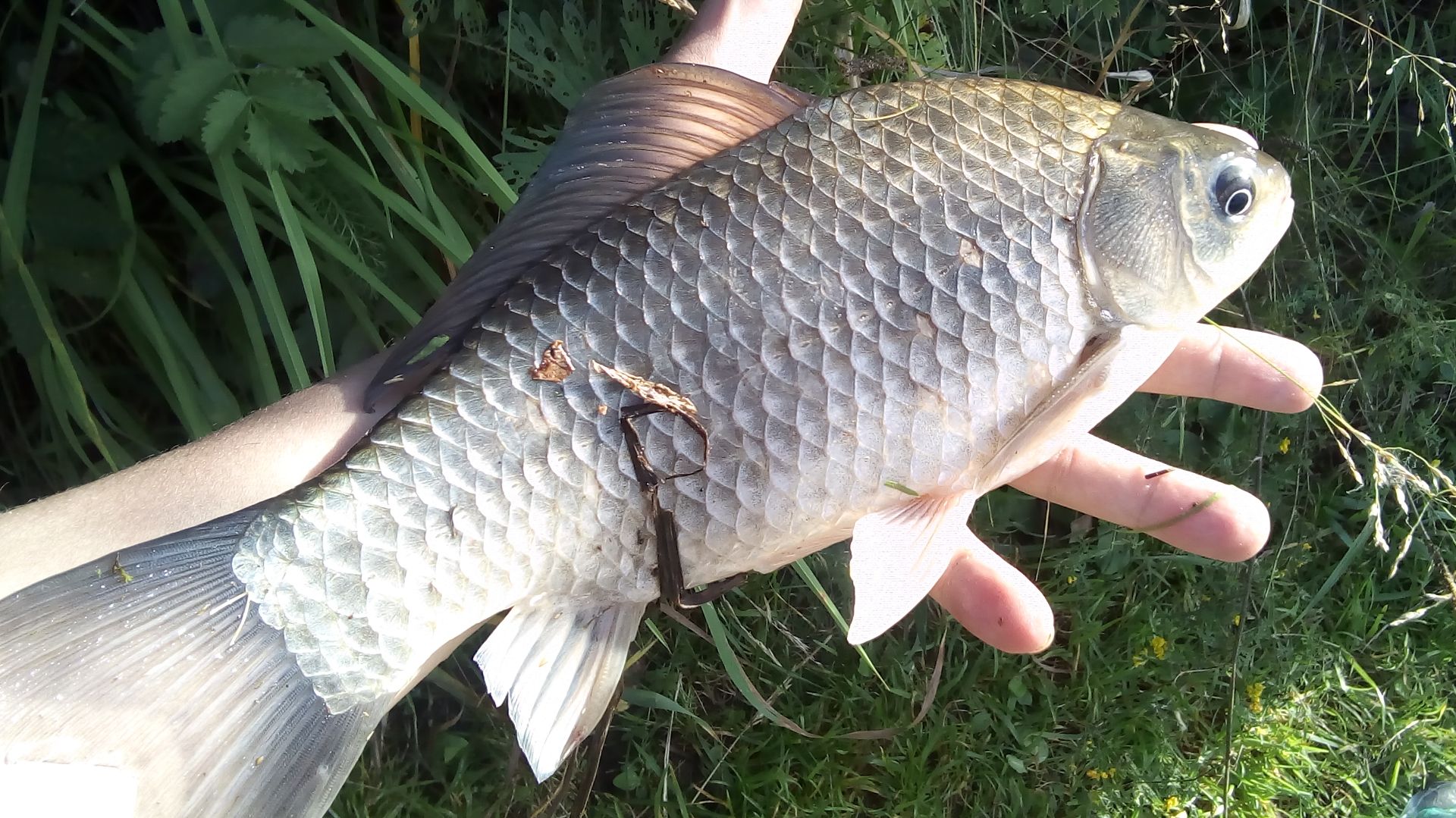 ХЕРАБУНА КАРАСЬ НА САМОДЕЛЬНОЕ ТЕСТО