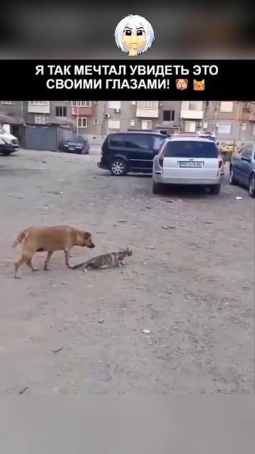 смешняффка 1 29-04-2026