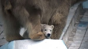 Медвежонок с мамой Гердой хорошо поел и решил пообщаться со зрителями самостоятельно.
