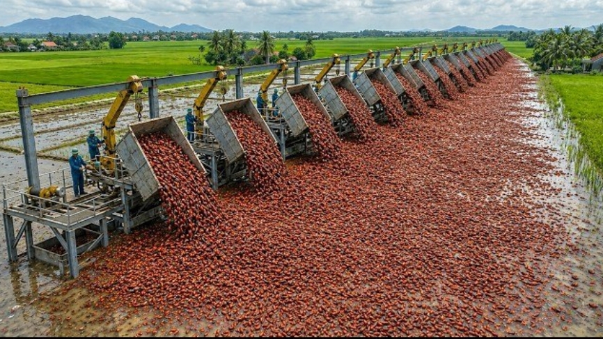 Как Китай превратил краба, некогда достававшего неприятности Европе, в огромную индустрию