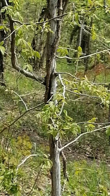 Дивноморское. Лес. Пение птиц.