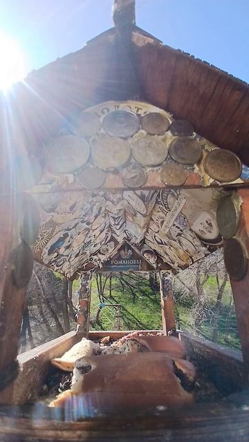 1000016597.mp4Кормушка.29.04.2026г.