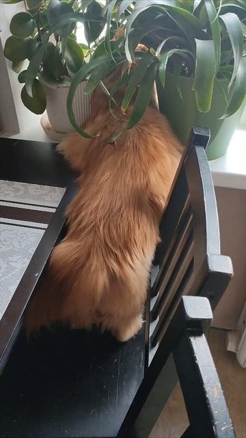 домашний хищник